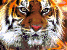 Lade das Bild in den Galerie-Viewer, Stickpackung mit Perlen "Amur Tiger"