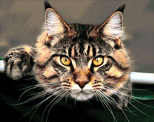 Lade das Bild in den Galerie-Viewer, Stickpackung mit Perlen "Maine coon"