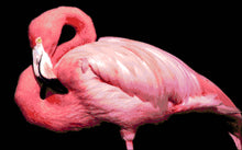 Lade das Bild in den Galerie-Viewer, Stickpackung mit Perlen "Rosa Flamingo"