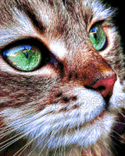 Lade das Bild in den Galerie-Viewer, Stickpackung mit Perlen "wachsame Katze"