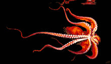 Lade das Bild in den Galerie-Viewer, Stickpackung mit Perlen &quot;Kraken&quot;

