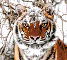 Lade das Bild in den Galerie-Viewer, Stickpackung mit Perlen &quot;Sibirischer Tiger&quot;
