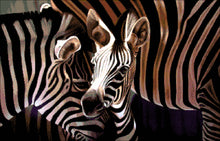 Lade das Bild in den Galerie-Viewer, Stickpackung mit Perlen &quot;Zebras&quot;
