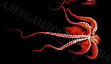 Lade das Bild in den Galerie-Viewer, Stickpackung mit Perlen &quot;Kraken&quot;
